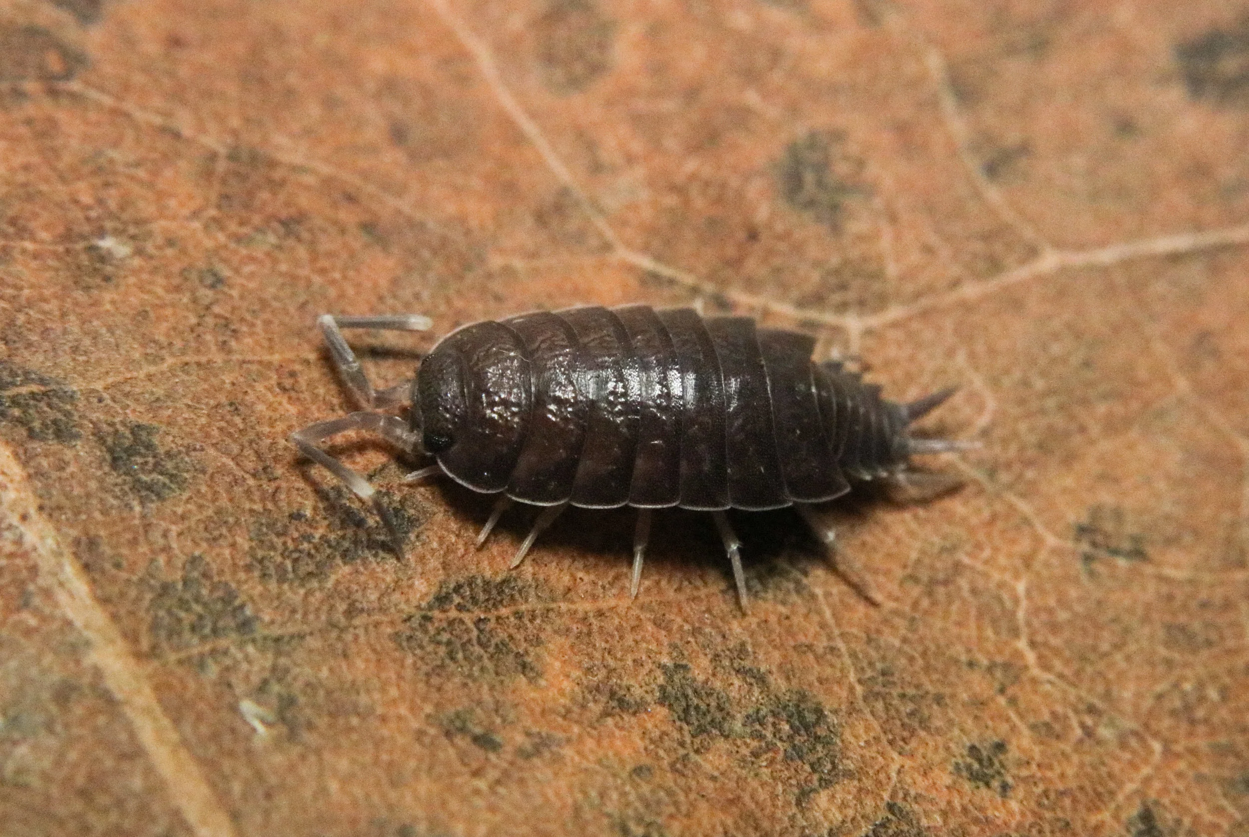 Porcellionides pruinosus "Powder Blue"