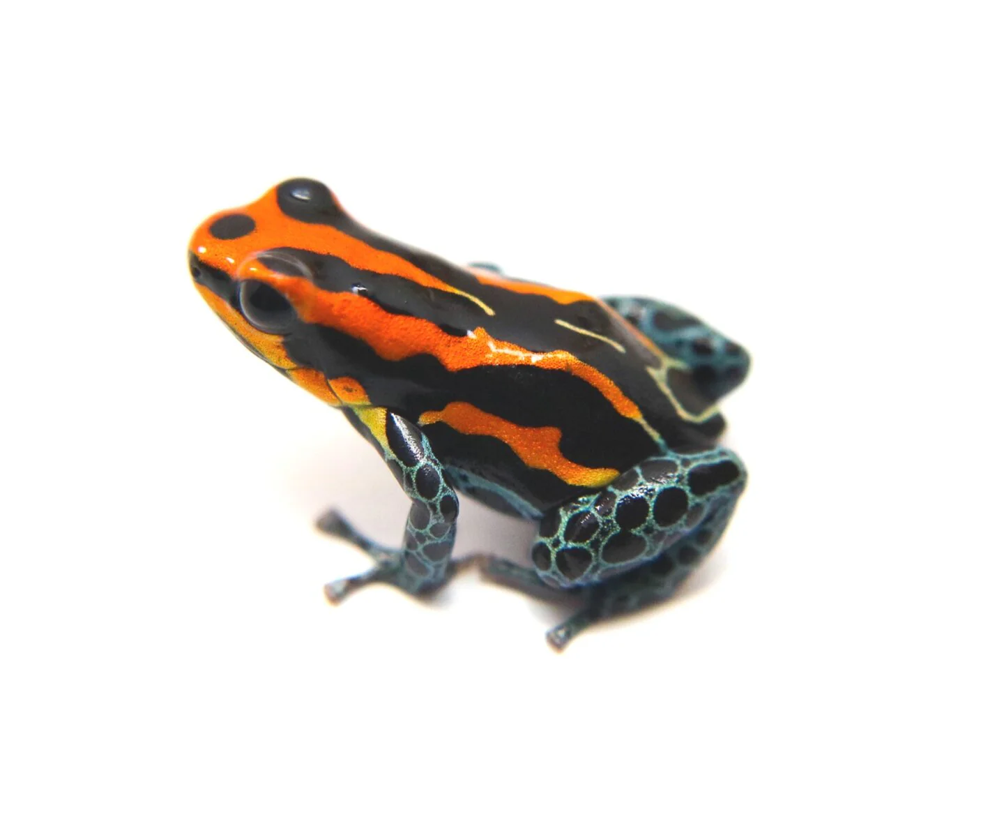 Ranitomeya amazonica "Red"