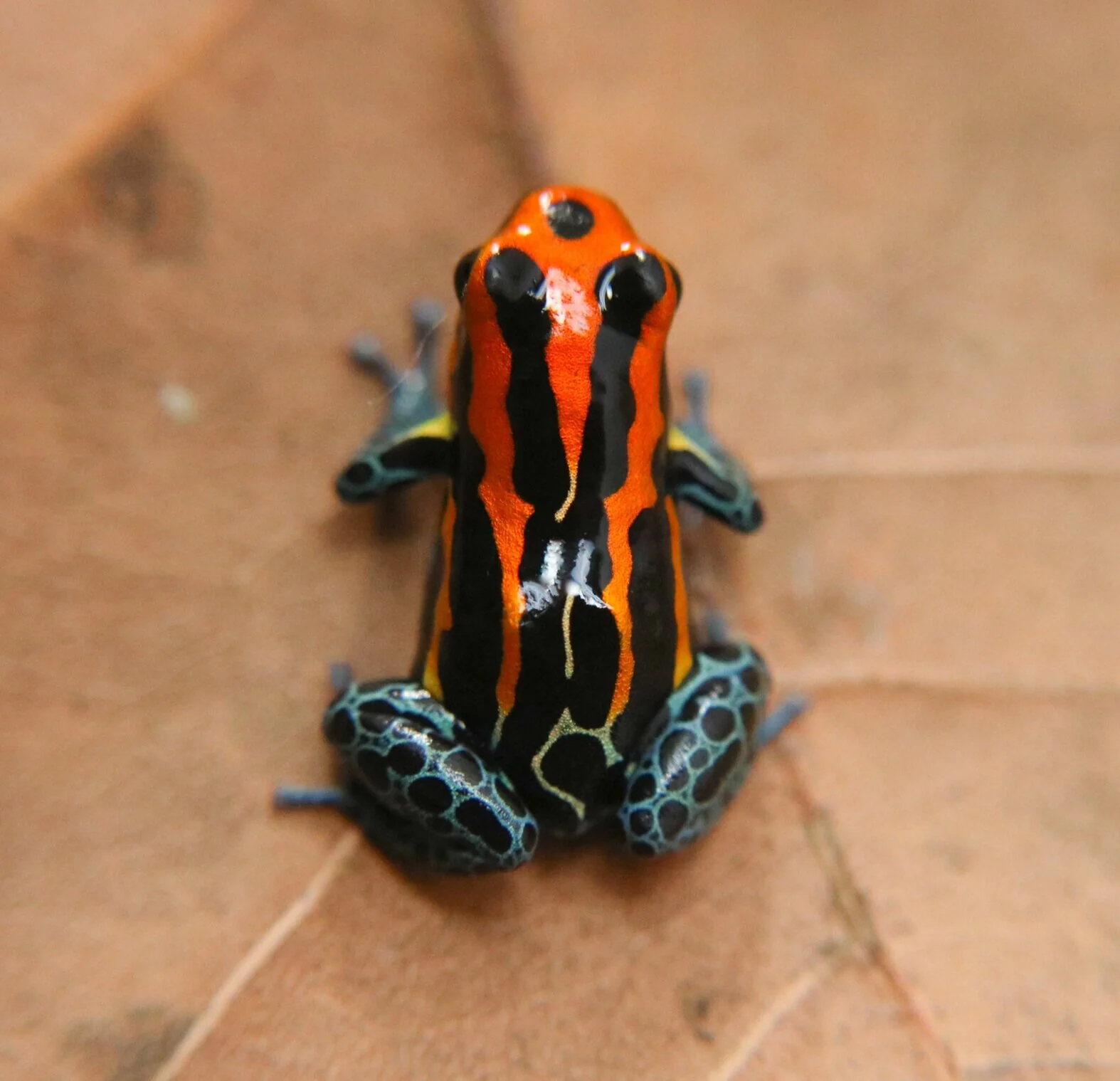 Ranitomeya amazonica "Red" - Image 2
