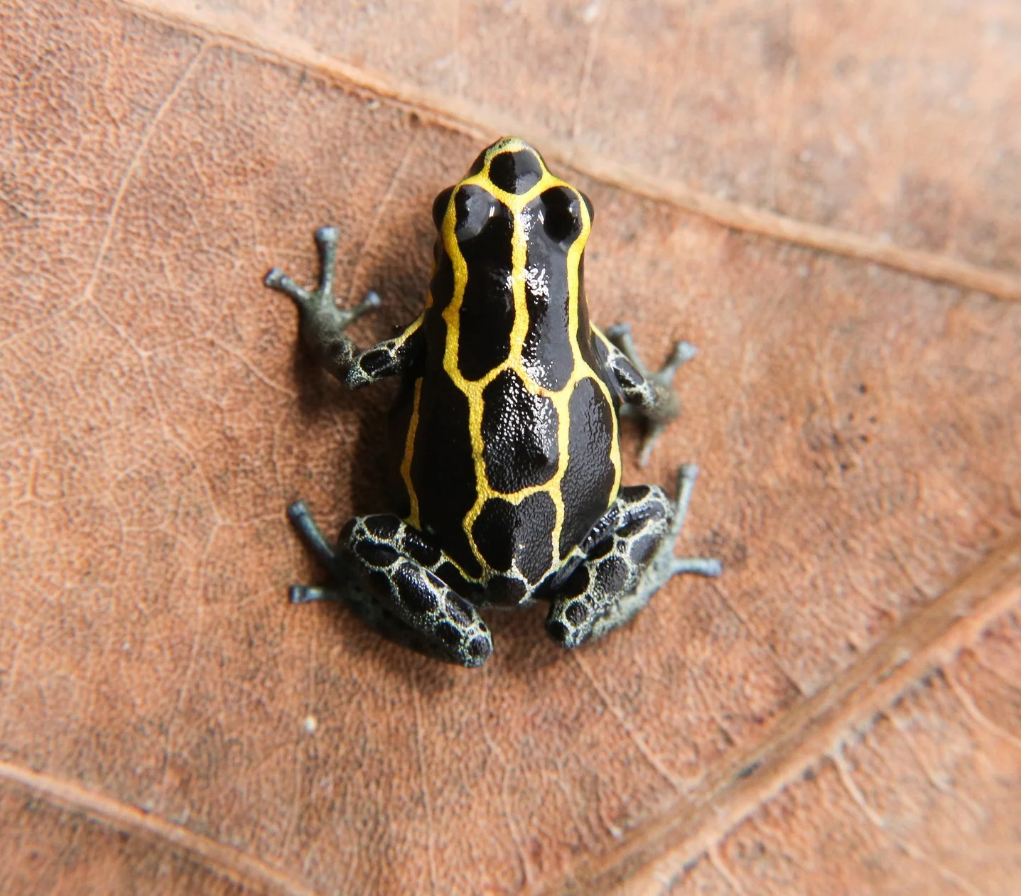 Ranitomeya variabilis "French Guiana" - Image 2