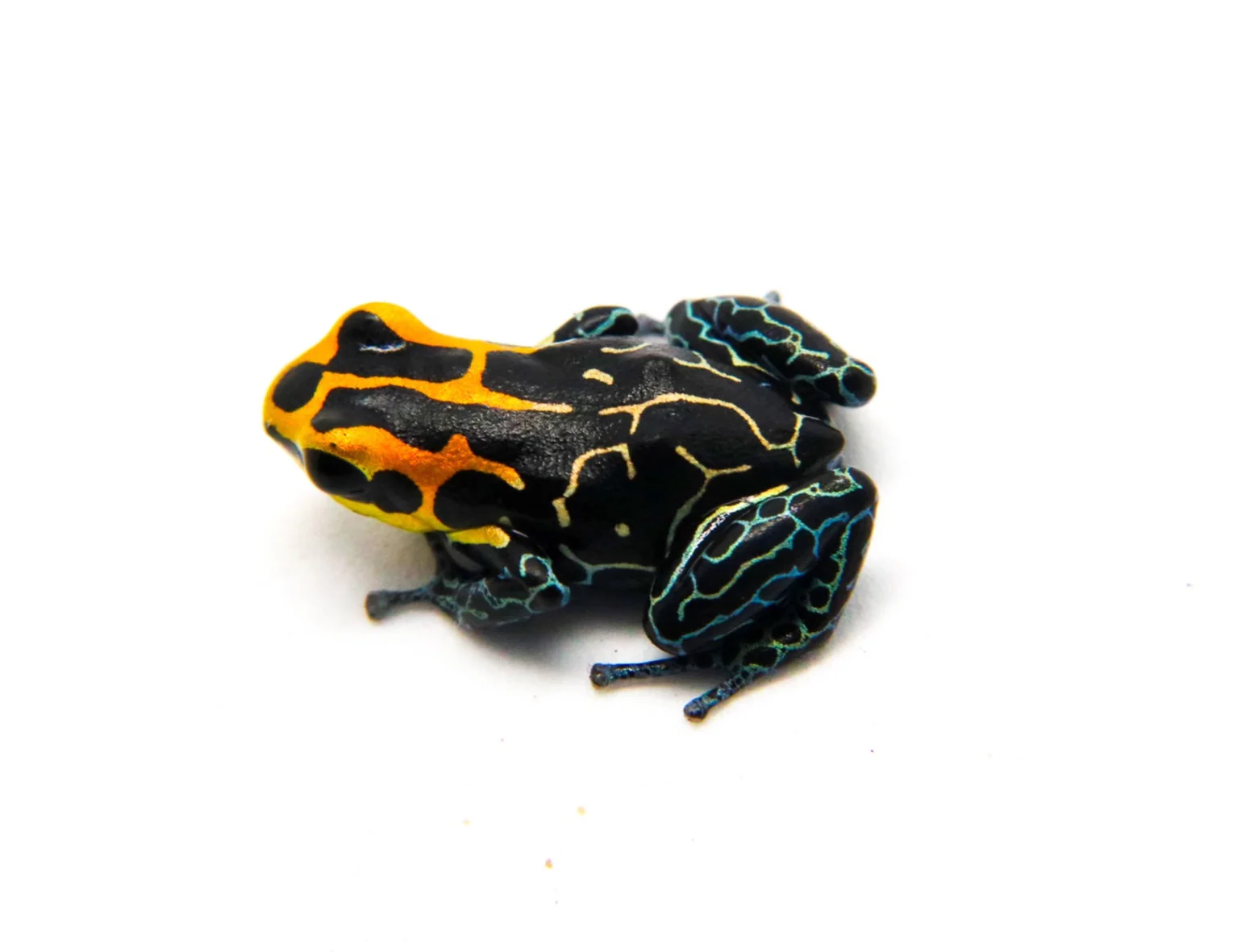Ranitomeya fantastica "Lowland"
