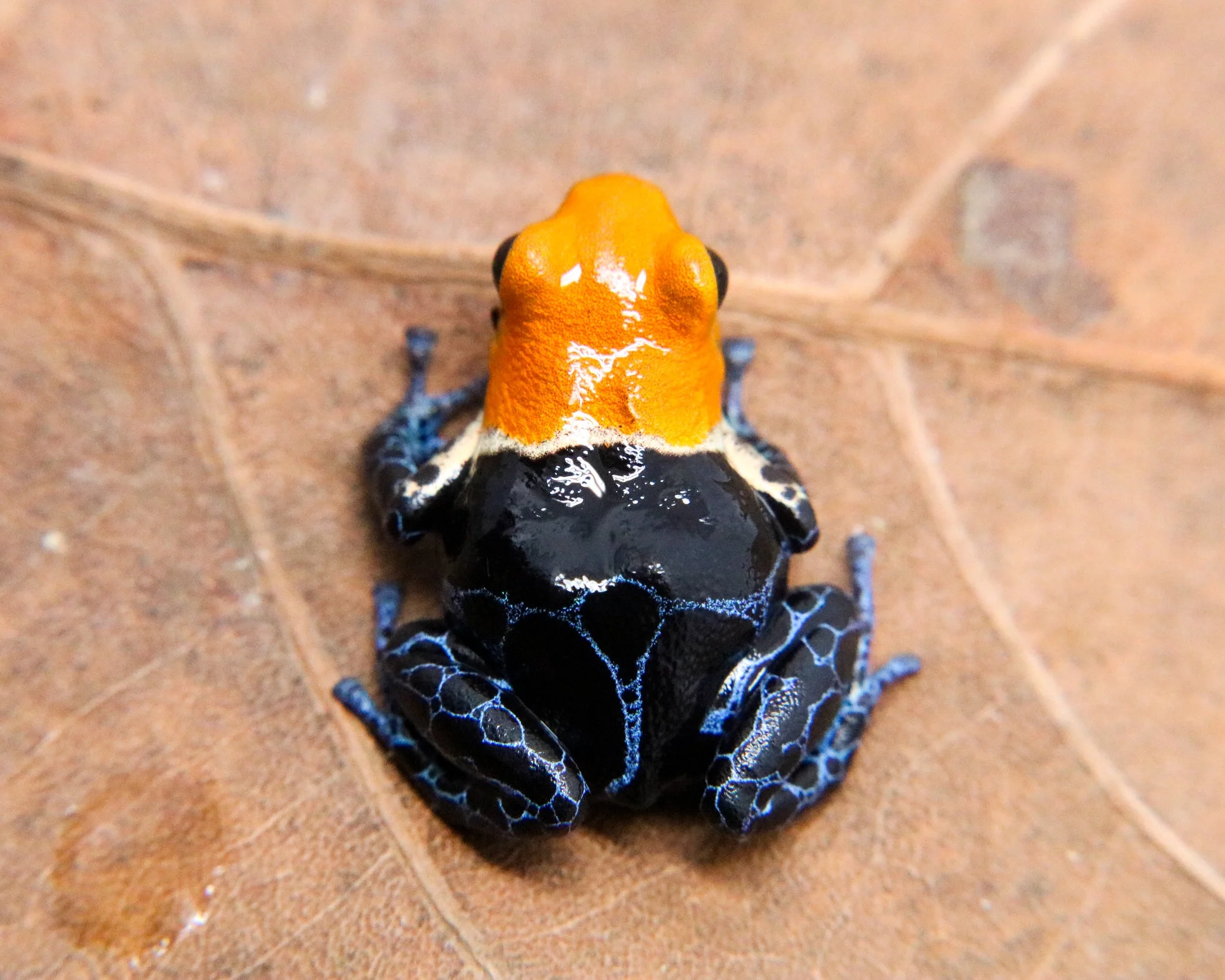 Ranitomeya fantastica "True Nominal" - Image 2