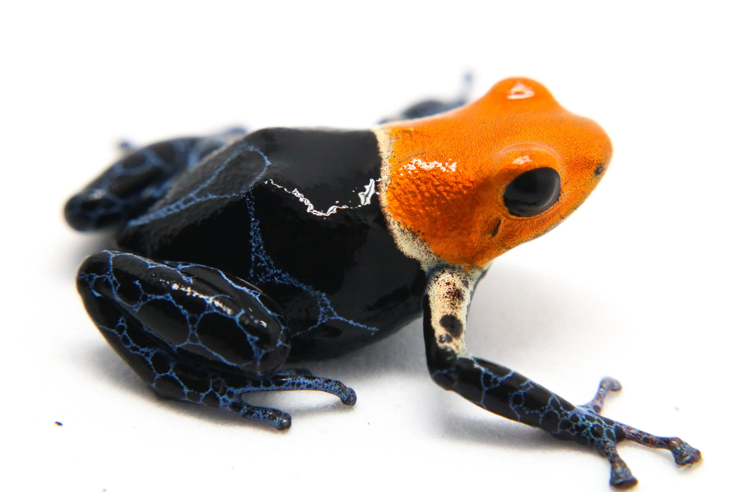 Ranitomeya fantastica "True Nominal" - Image 3
