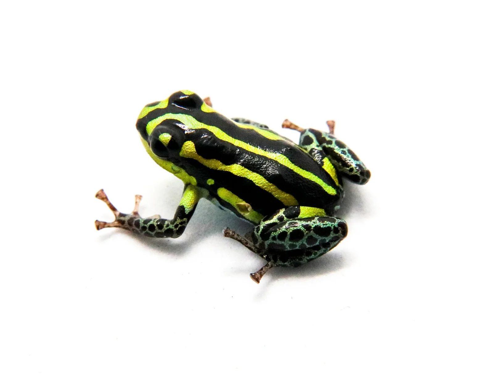 Ranitomeya flavovittata "Tamshiyacu Tauhuayo"