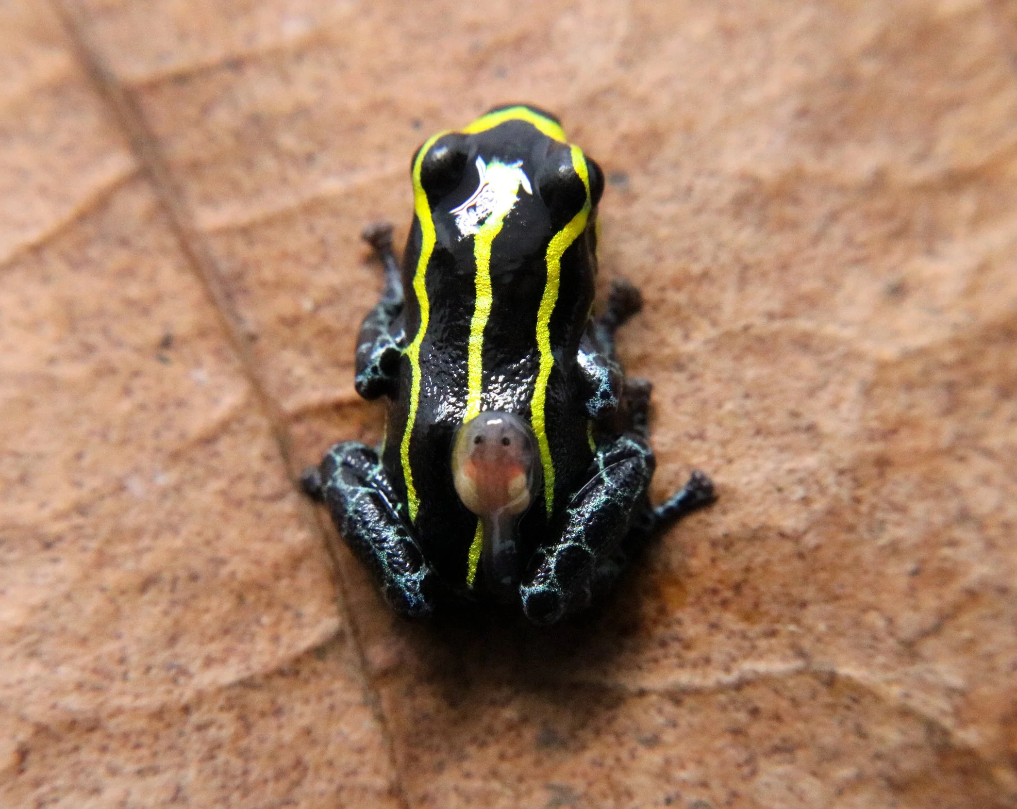 Ranitomeya imitator "Baja Huallaga" - Image 2