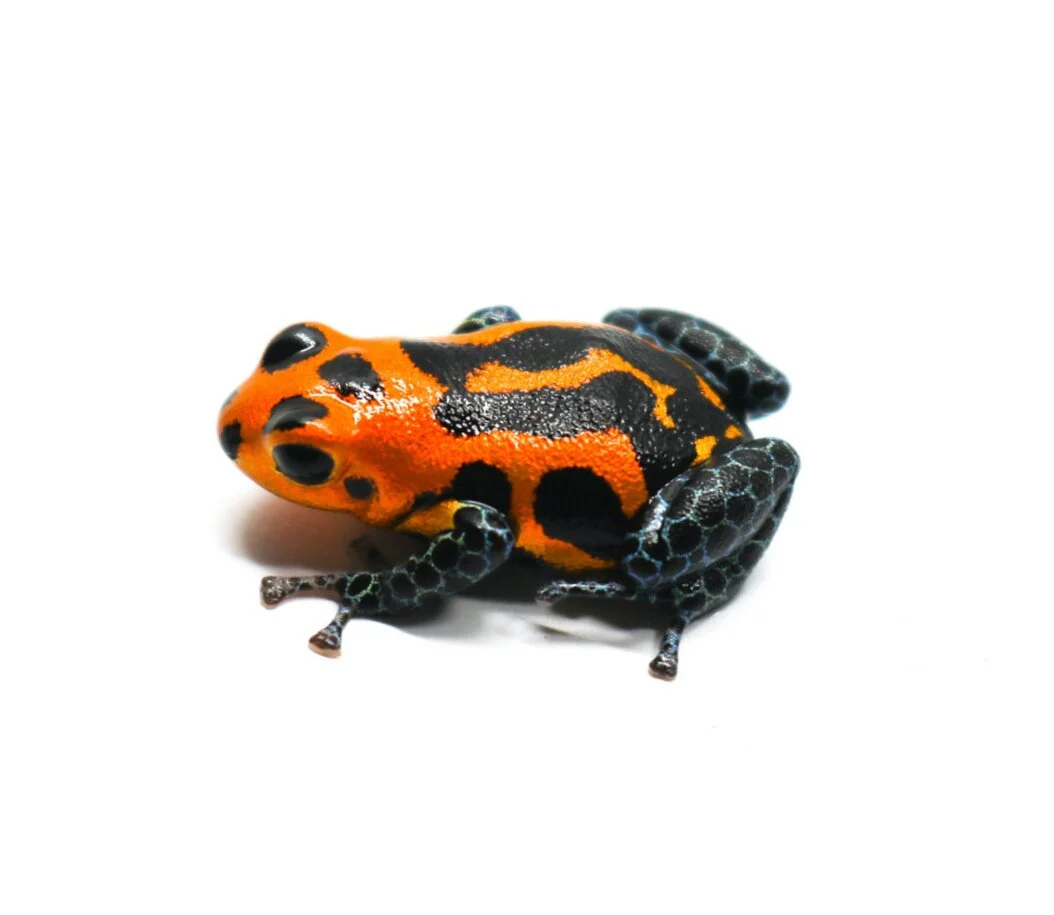 Ranitomeya imitator "Varadero"