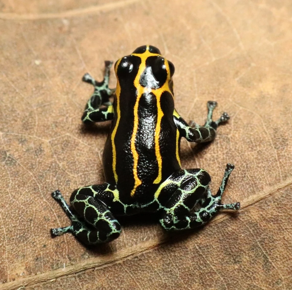 Ranitomeya imitator "Yumbatos" - Image 2