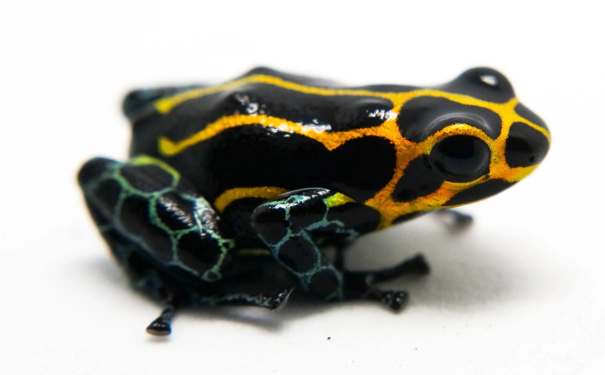 Ranitomeya imitator "Yumbatos" - Tadpole - Image 3