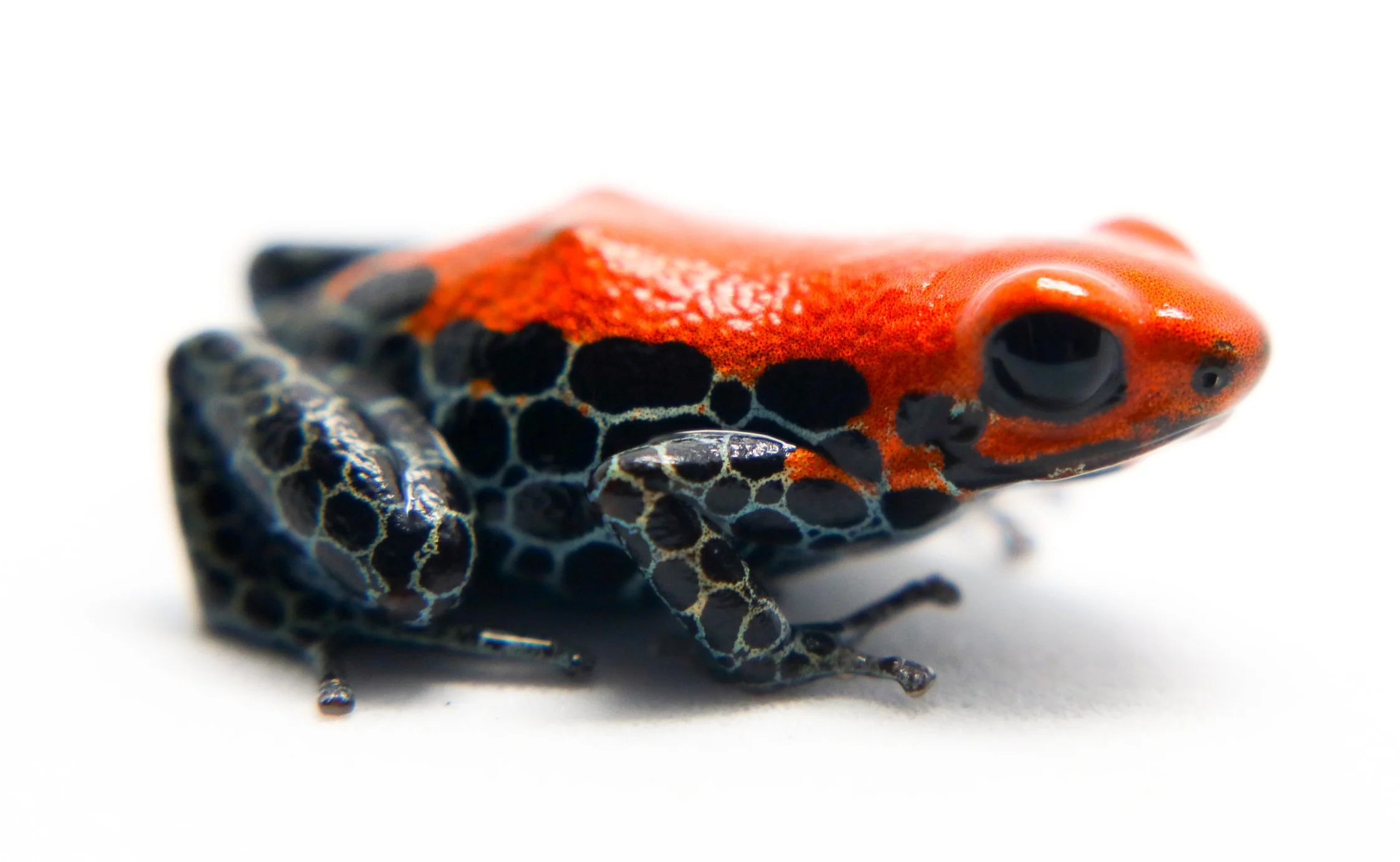 Ranitomeya reticulata "Solid" - Image 3