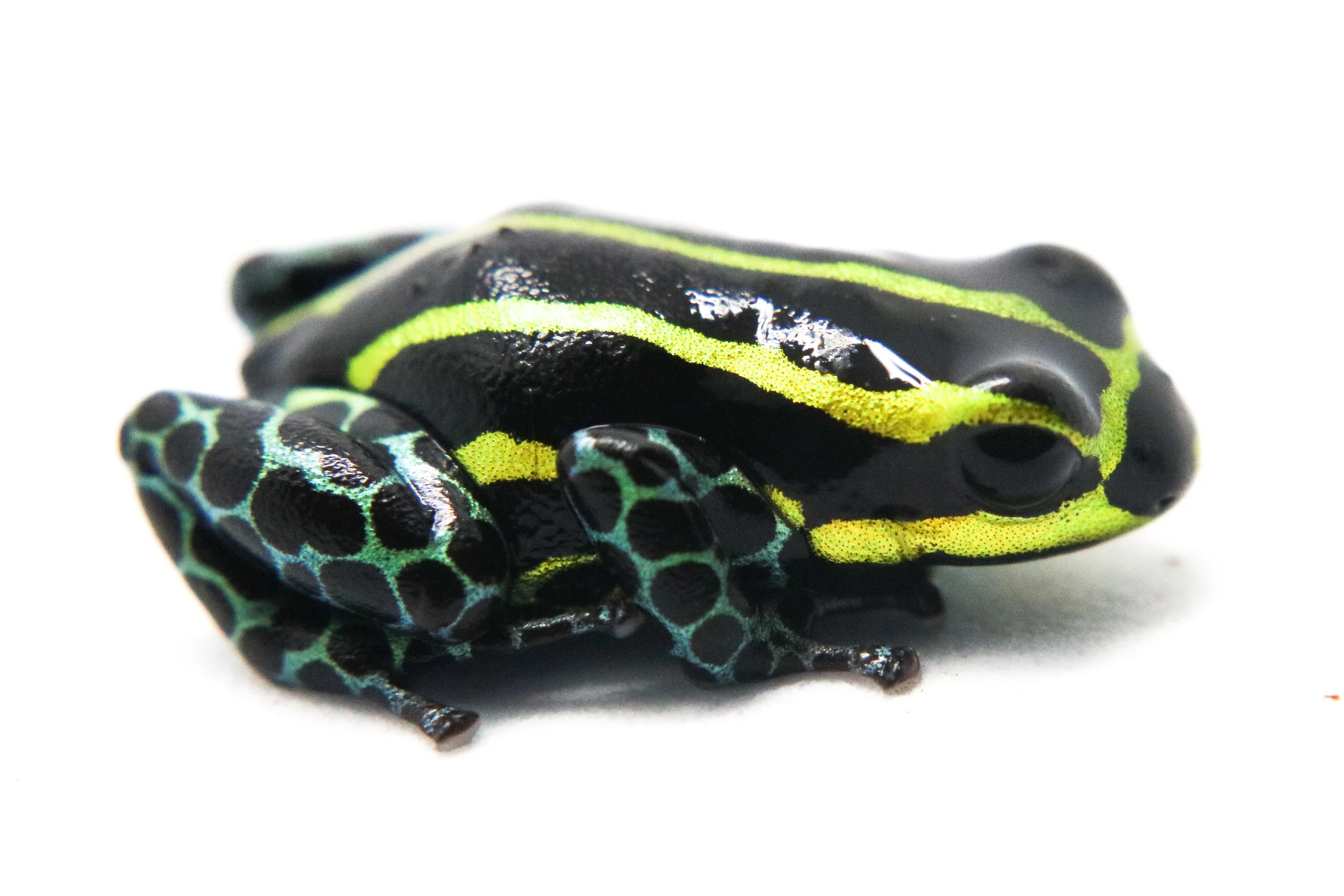 Ranitomeya sirensis "Panguana Green Legged" - Image 3