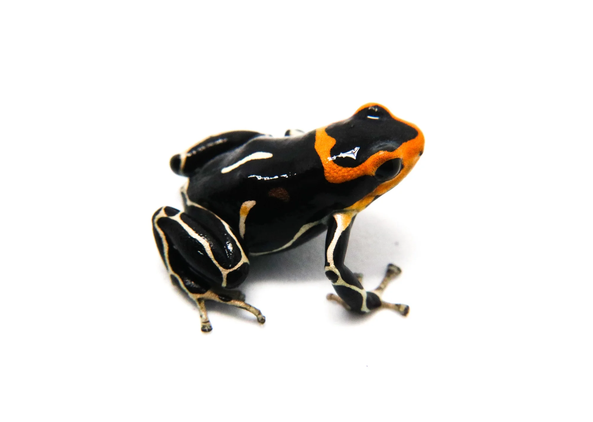 Ranitomeya summersi "White Banded" - formerly fantastica