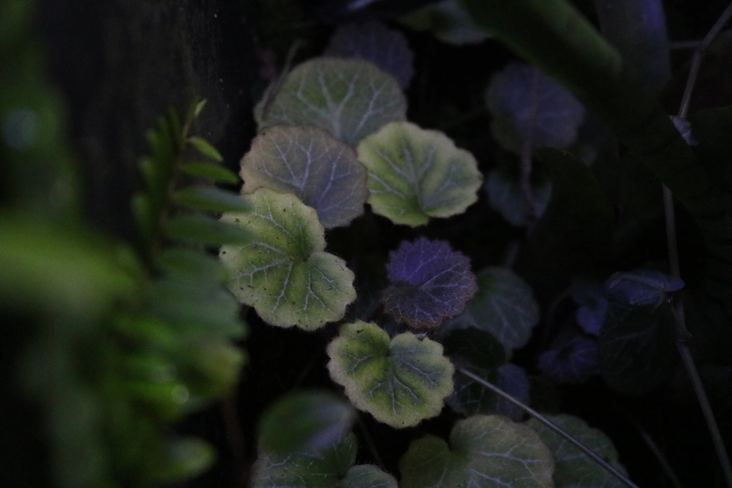 Saxifraga stolonifera (Strawberry Begonia) - Image 2