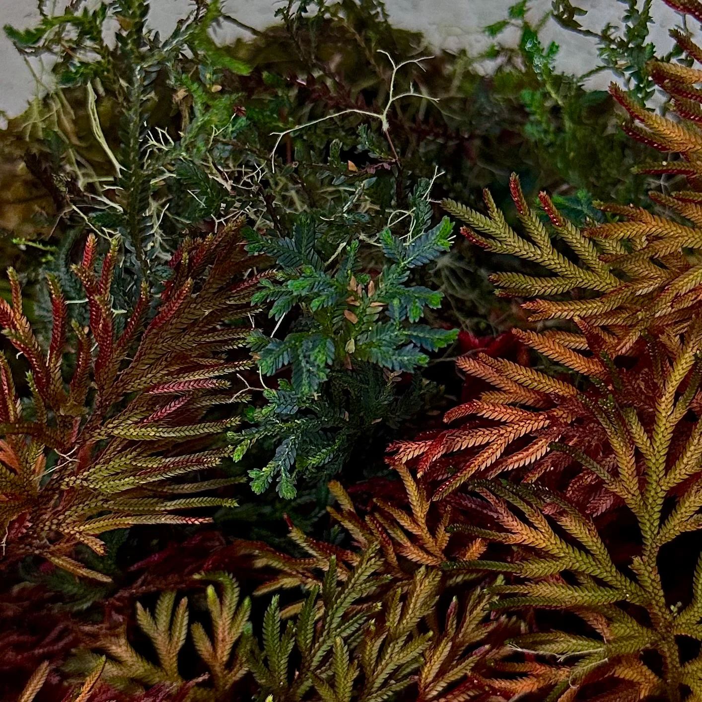 Selaginella erythropus - Image 2