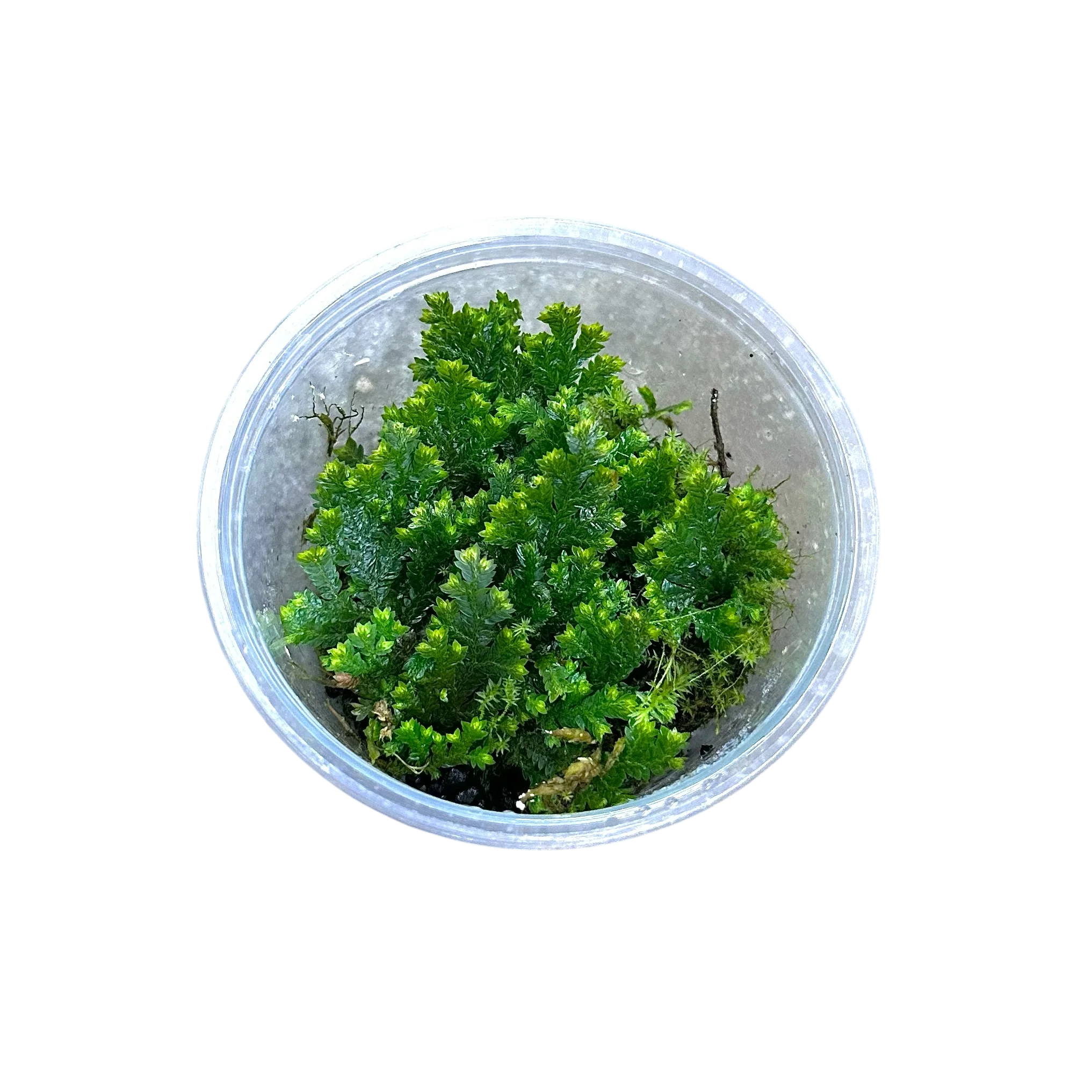 Selaginella sp Micro Ecuador