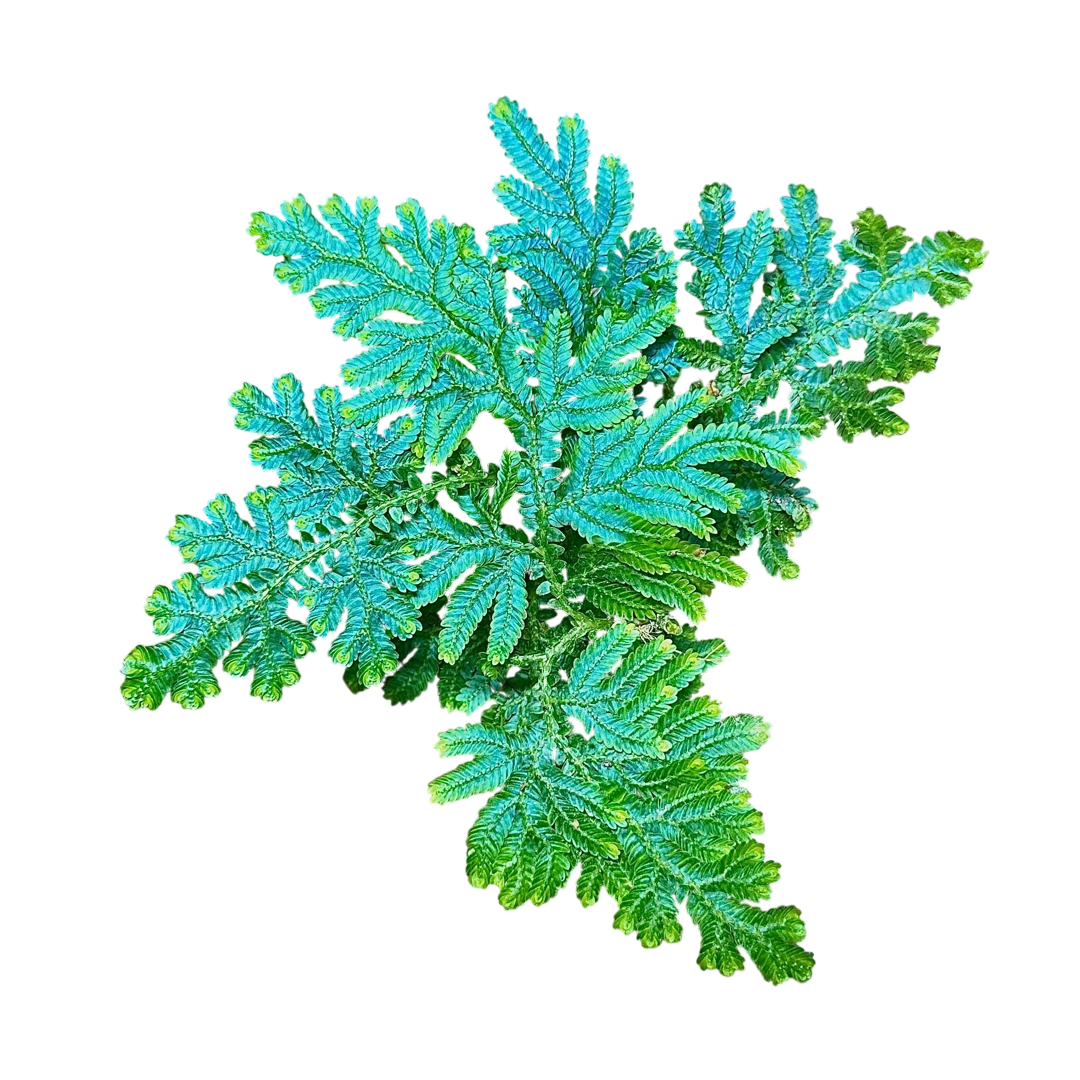 Selaginella willdenowii