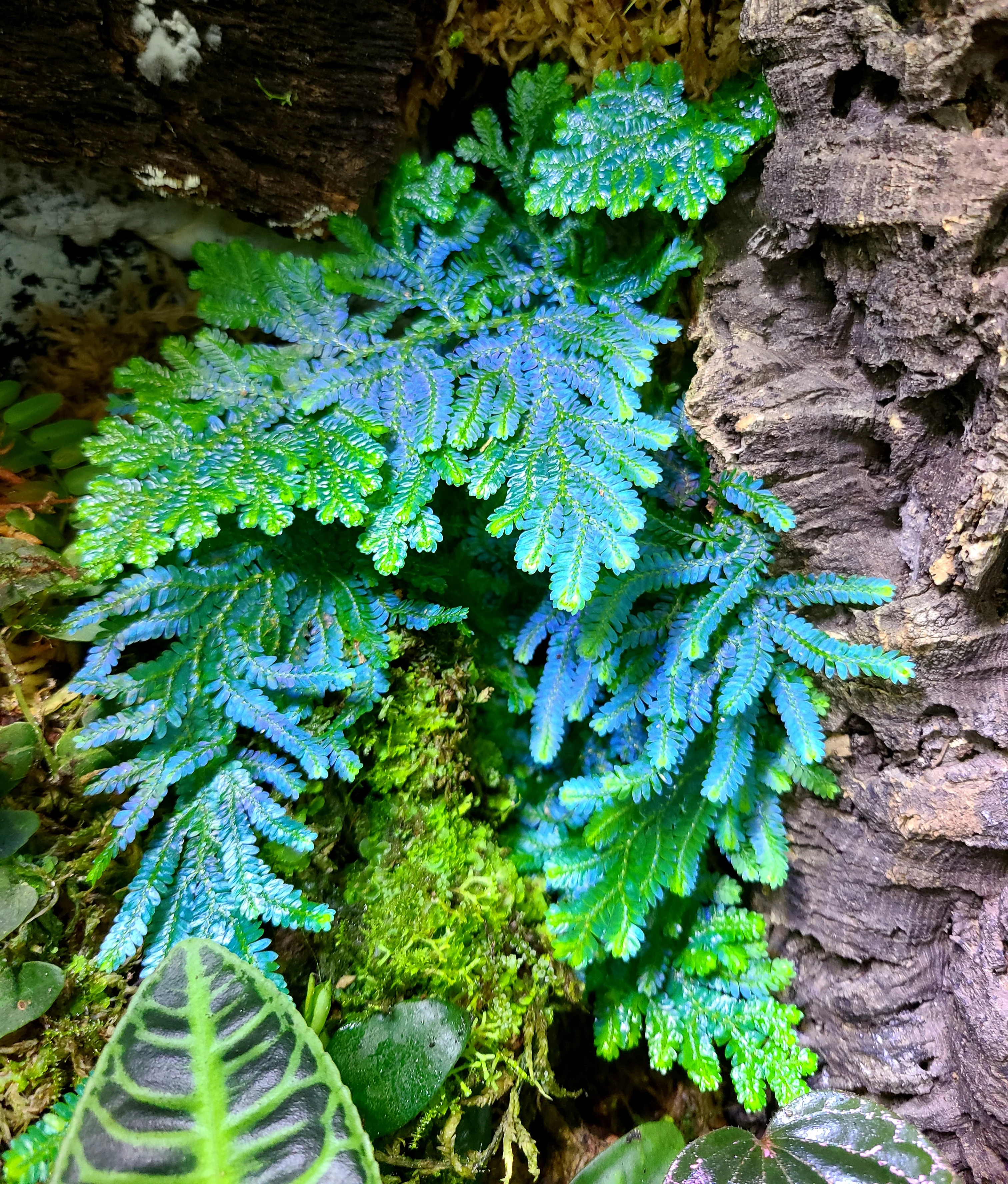 Selaginella willdenowii - Image 4