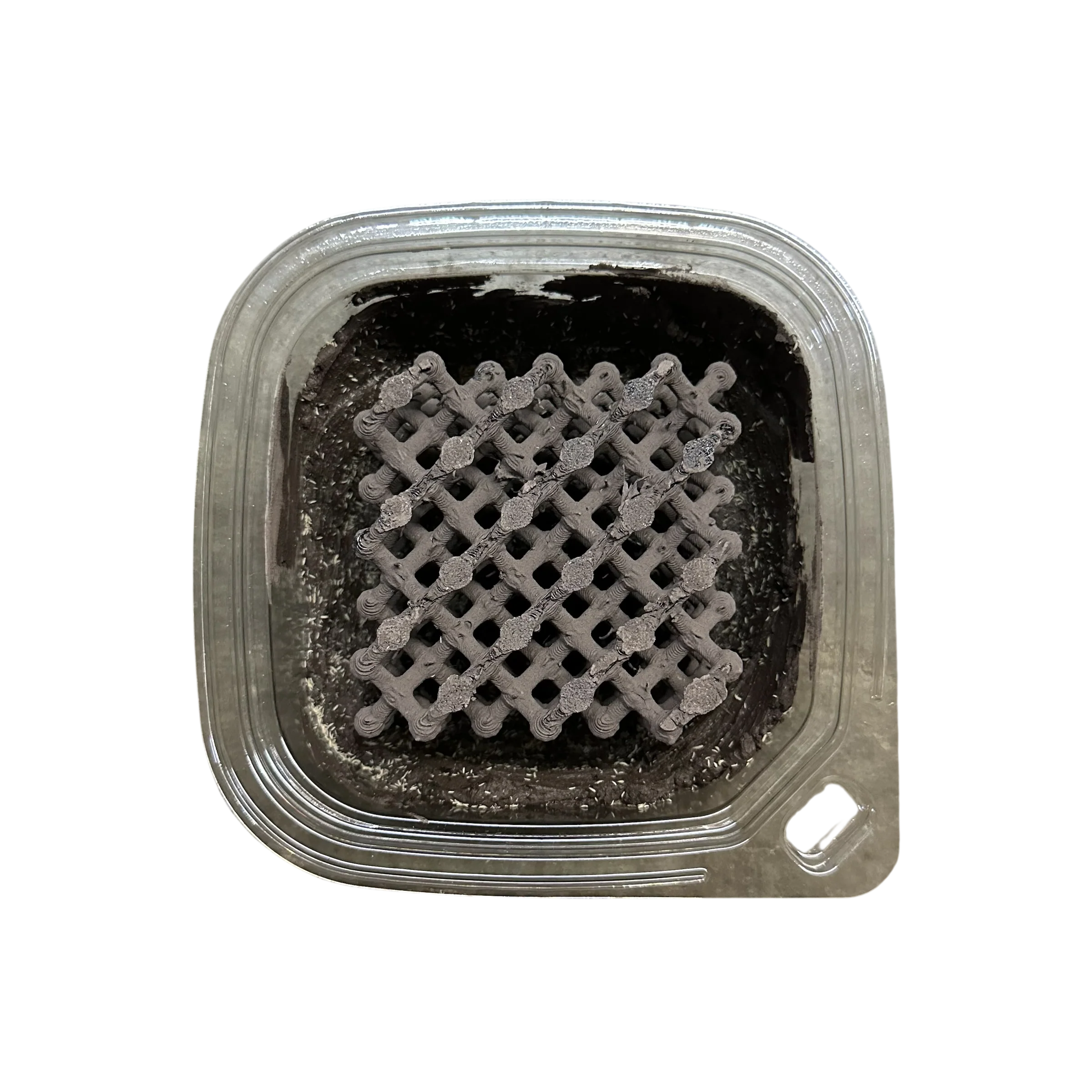 Springtails - Temperate - Springtail Chocolate Clay - (Folsomia candida) - Image 8