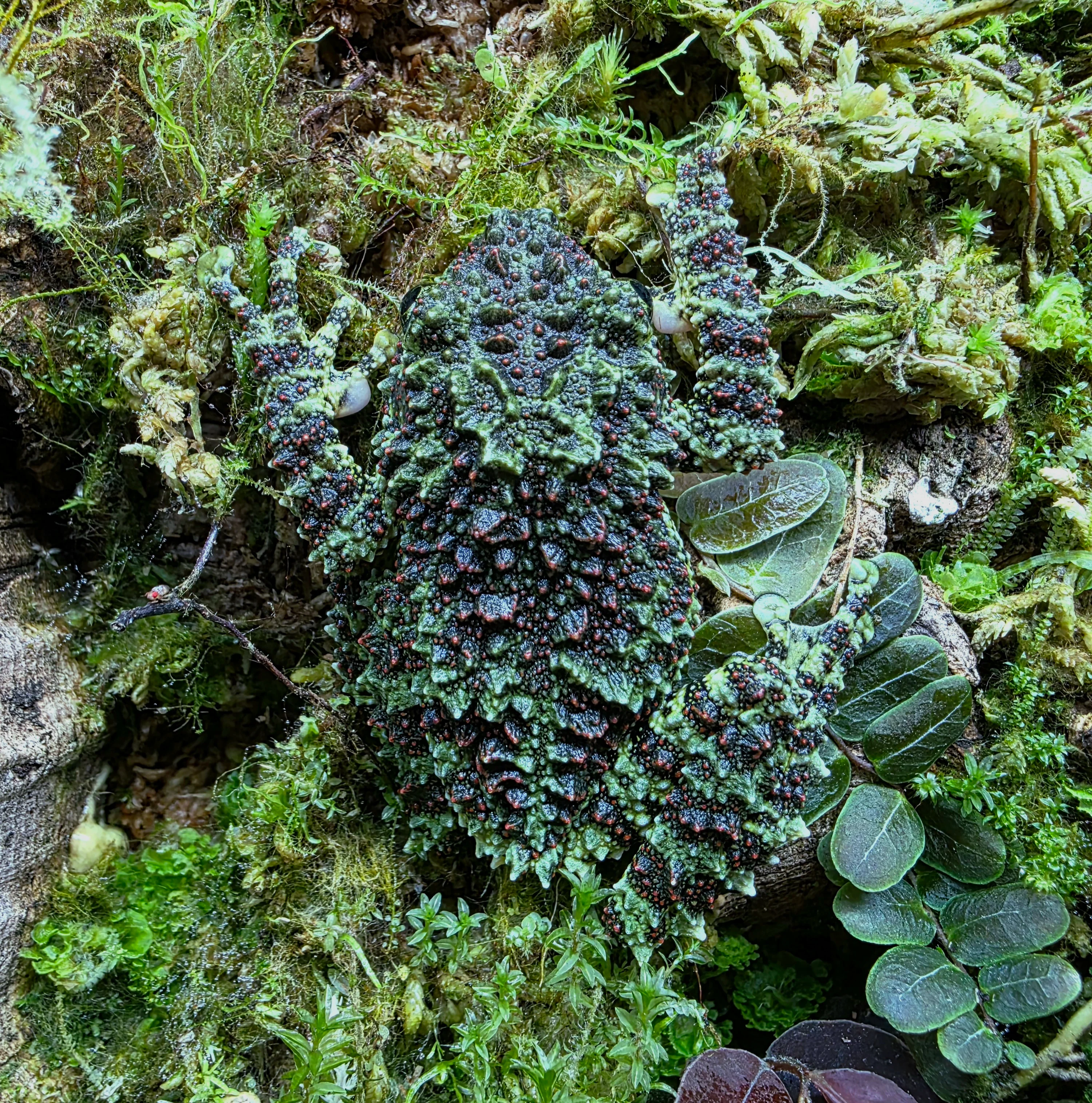 Theloderma corticale - Vietnamese Mossy Frog - Image 2