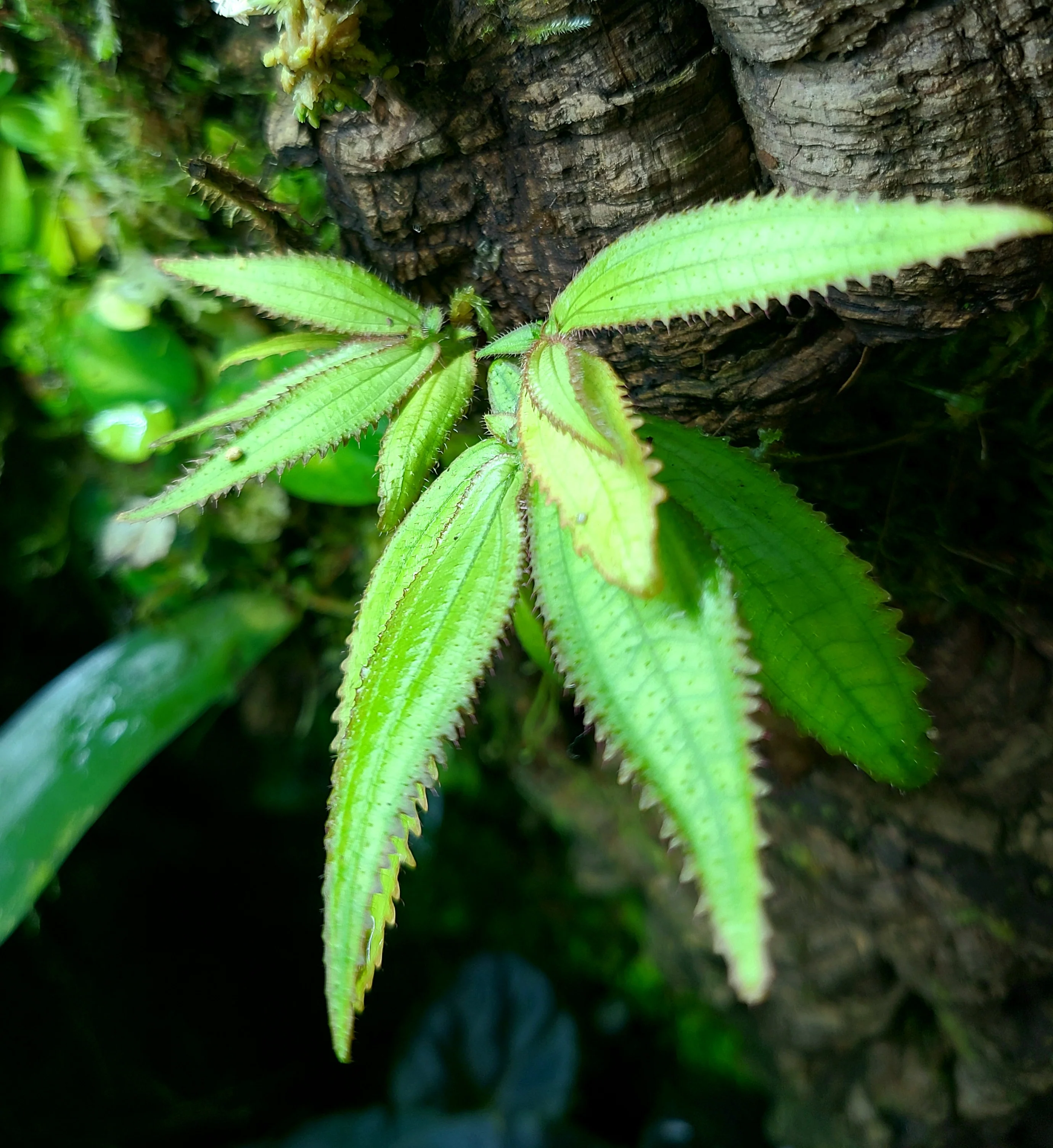 Triolena obliqua - Image 2