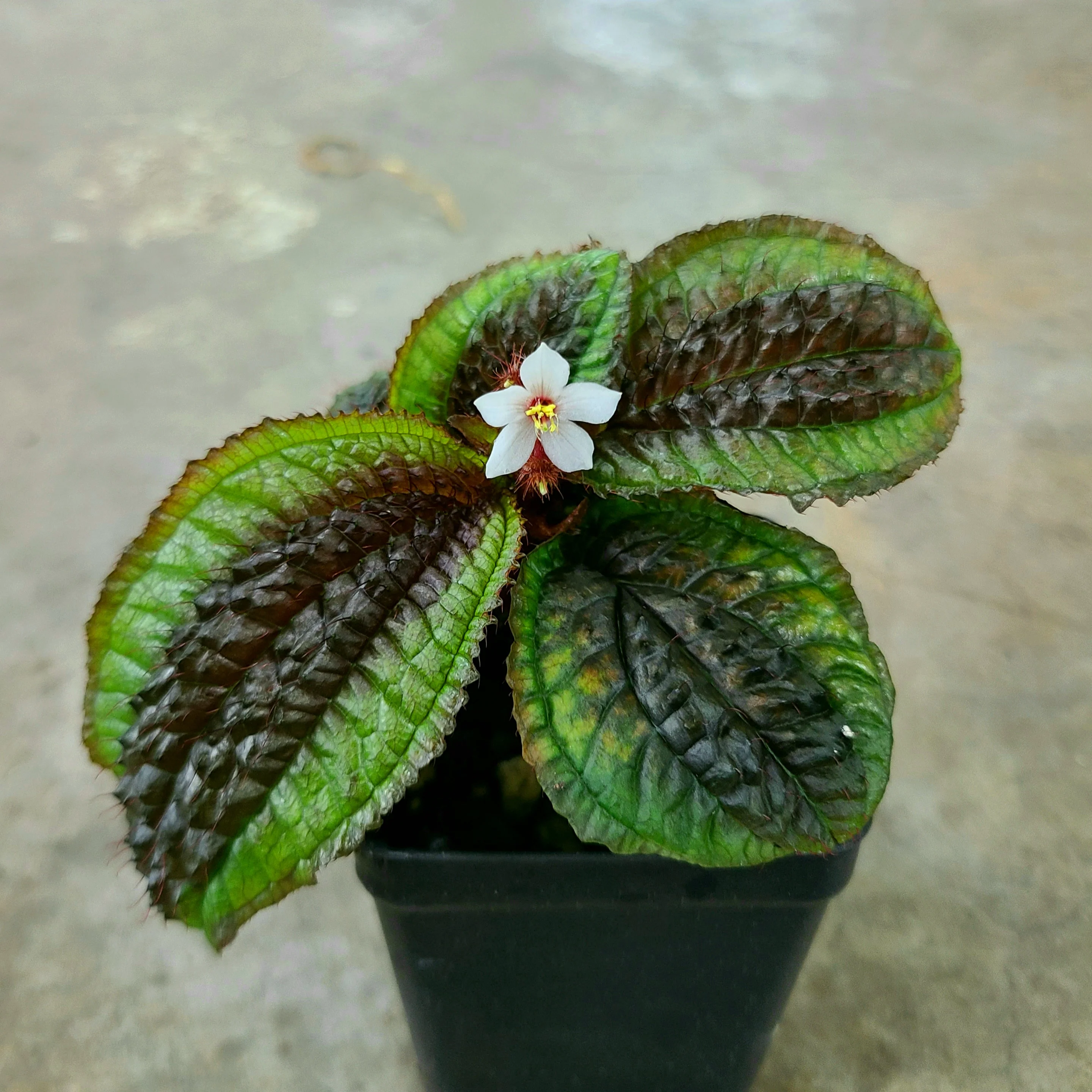 Triolena pustulata